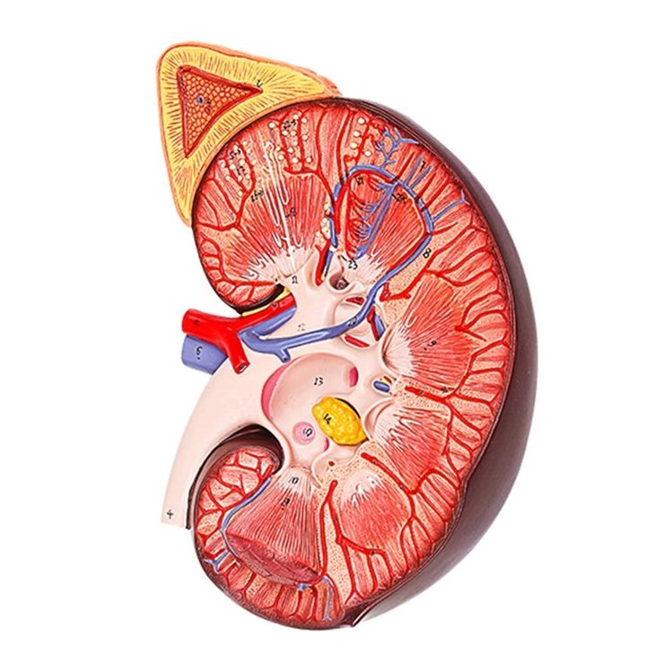 Anatomical cross-section model of a human kidney showing internal structures including blood vessels and tubules, illustrating how uricosuric drugs work to increase uric acid excretion