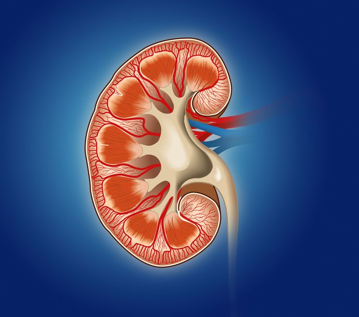 Kidney anatomy showing the internal structure where uric acid filtration occurs