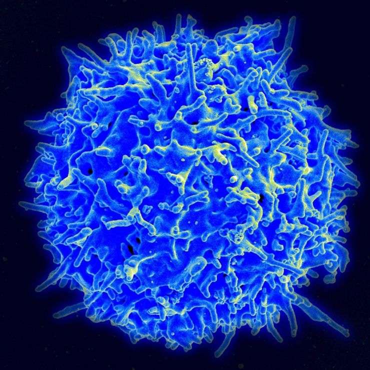 Scanning electron microscope image of a T lymphocyte immune cell